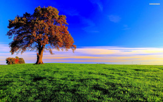 Lone tree grassy field blue 2 - grassy free wallpaper for desktop