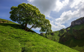 Tree hill grass clouds sky - a grassy hill free wallpaper for desktop