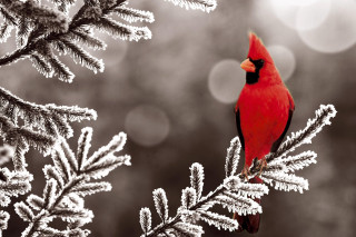 Red bird perched snow ice - snow and ice free wallpaper