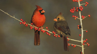 Two birds branch berries red - two bird free wallpaper