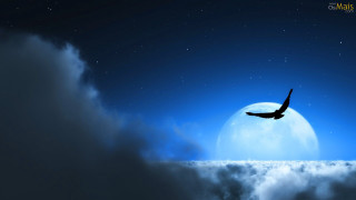 Bird flying sky full moon - dark night free wallpaper