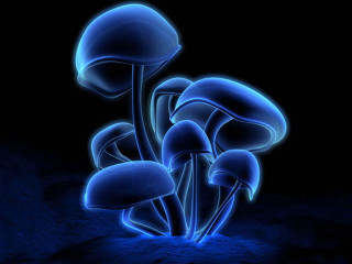 Blue mushrooms dark background blue 3 - psychedelic art free wallpaper