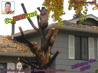 Cut down tree bear sign - a bear free wallpaper