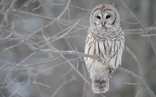 Barred owl winter forest snow - winter time free wallpaper
