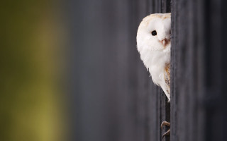 White owl peeking fence post 2 - a white owl free wallpaper