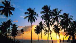 Sunset palm trees ocean clouds 3 - a few cloud free wallpaper for desktop