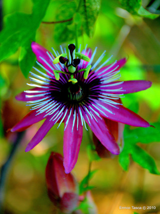 Purple flower green background leaves - dionisiu free wallpaper for mobile
