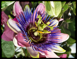 Purple flower green bug center - david lachapelle free wallpaper
