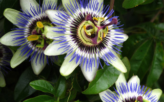 Blue white flowers green leaves - a group of flowers free wallpaper