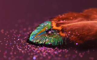 Feather colorful tail glitters purple - a feather free wallpaper