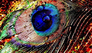 Peacock closeup feathers colorful detailed - david lachapelle free wallpaper