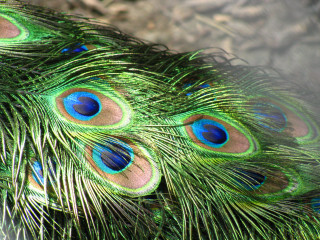 Peacock feathers closeup blurry background 2 - charles bird king free wallpaper for desktop
