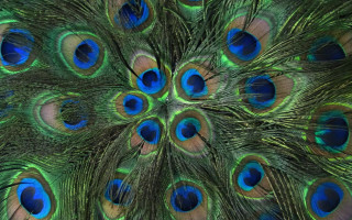 Peacock feathers closeup blue green - behance hd free wallpaper