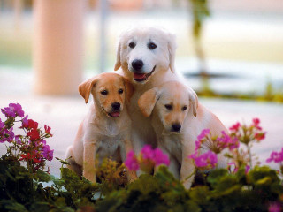 Three dogs sitting flower bed - three dog free wallpaper