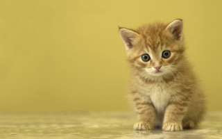 Small kitten sad looking camera - top of a floor next free wallpaper