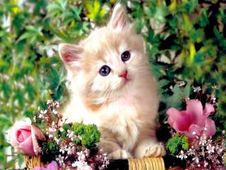Kitten basket flowers bush sitting - a basket free wallpaper for desktop