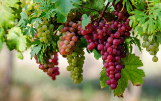 Grapes hanging tree branch leaves 2 - branch and a blurry background free wallpaper