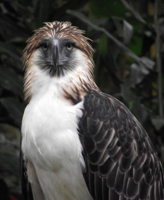 Large bird large wing spread - dionisiu free wallpaper for mobile