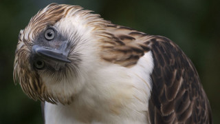 Bird blackwhite stripe sumatraism arse - a close up of a bird free wallpaper