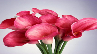 Vase filled pink flowers table 2 - pink flower free wallpaper for desktop