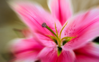 Pink flower green center blurry 6 - impressionism free wallpaper for desktop