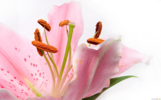 Pink flower white background brown - a green stem free wallpaper