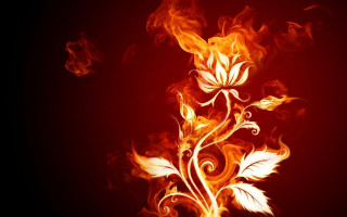 Red yellow flower flames black - flower free wallpaper