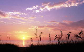 Sunset ocean tall grass orange - orange sky in the background free wallpaper