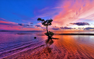 Tree water sunset puzzle mystical - sky free wallpaper for desktop