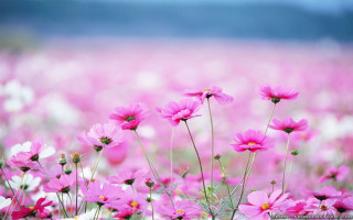 Pink flowers sky blue clouds 3 - a sky background in the background free wallpaper