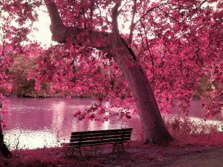 Bench under tree lake pink - free autumn wallpaper for desktop