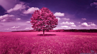 Tree purple flowers cloudy sky - field free wallpaper