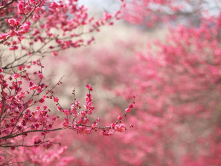 Pink sakura blossoms branch outdoors - chang daichien free wallpaper for desktop