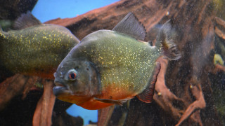 Green fish yellow head aquarium - a fish free wallpaper