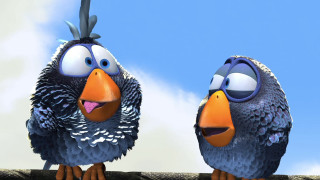 Two birds big eyes sitting - charles bird king free wallpaper for desktop