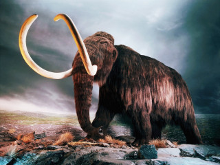 Woolly mammoth rocky area cloudy - a rocky area free wallpaper