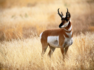 Gazelle standing tallgrass headside eyesopen - eye open free wallpaper