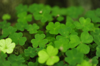 Green clovers forest grass dirt - a blurry background of trees free wallpaper for desktop