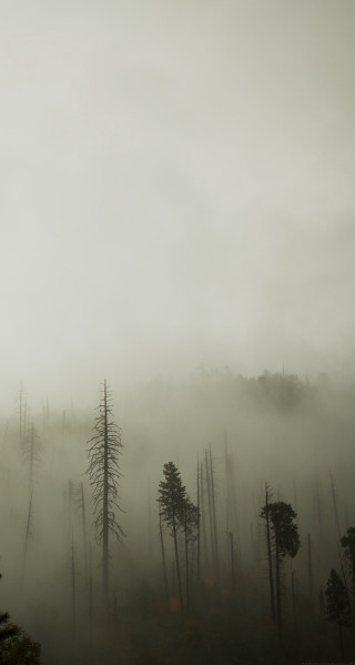 Foggy forest bird flying trees - charles martin free wallpaper for mobile