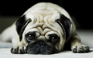 Small pug dog sad white - derf free wallpaper
