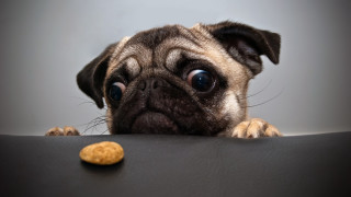 Pug dog table peanut cookie 2 - a pug dog free wallpaper