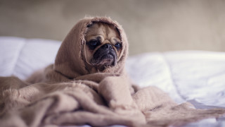 Dog blanket bed blanket head - cozy free wallpaper