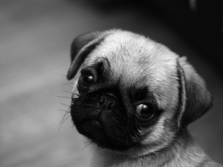 Small pug sad looking up - its face and nose free wallpaper
