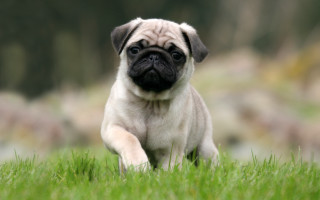 Small pug running grassy field - the background and a blurry background free wallpaper for desktop