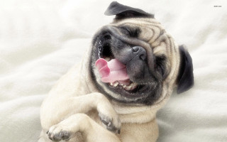 Small dog bed tongue out 3 - a small dog free wallpaper
