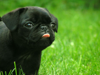 Small black dog green field 2 - a lush green field of grass free wallpaper
