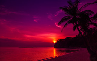 Sunset beach palm boat purple 2 - palm tree and a boat free wallpaper