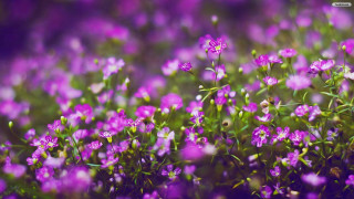Purple flower field blurry macro - green stem free wallpaper for desktop