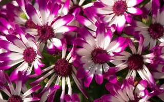 Pink white flowers green background 2 - betty merken free wallpaper