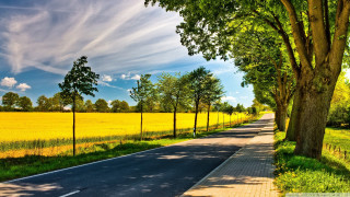 Road fence trees field yellow - a fence and trees free wallpaper